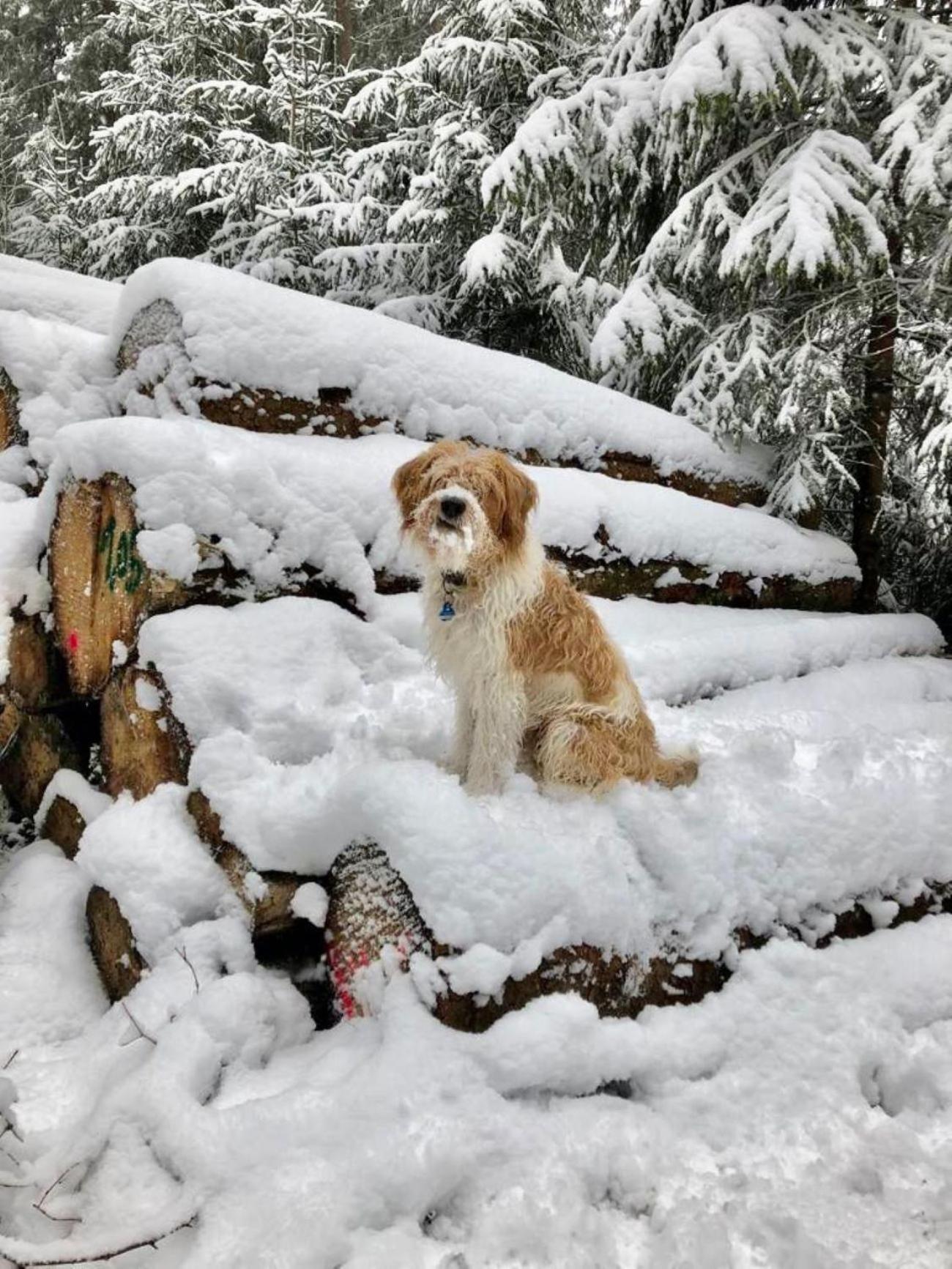 Apartmán Bergbutzen Mit Balkon Braunlage Exteriér fotografie